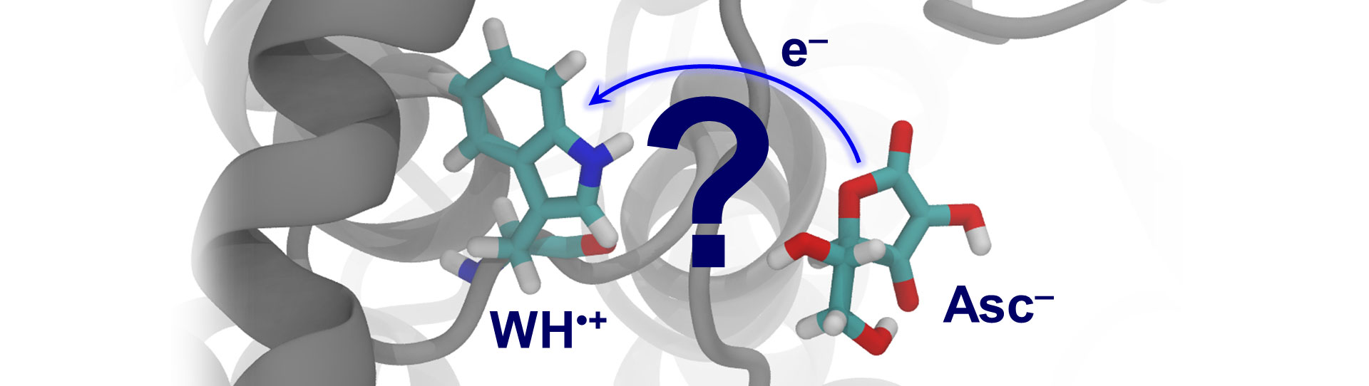 Can ascorbate transfer an electron to the tryptophan radical?
