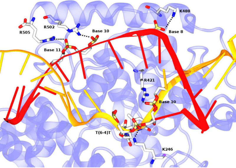 Important photolyase residues for DNA binding