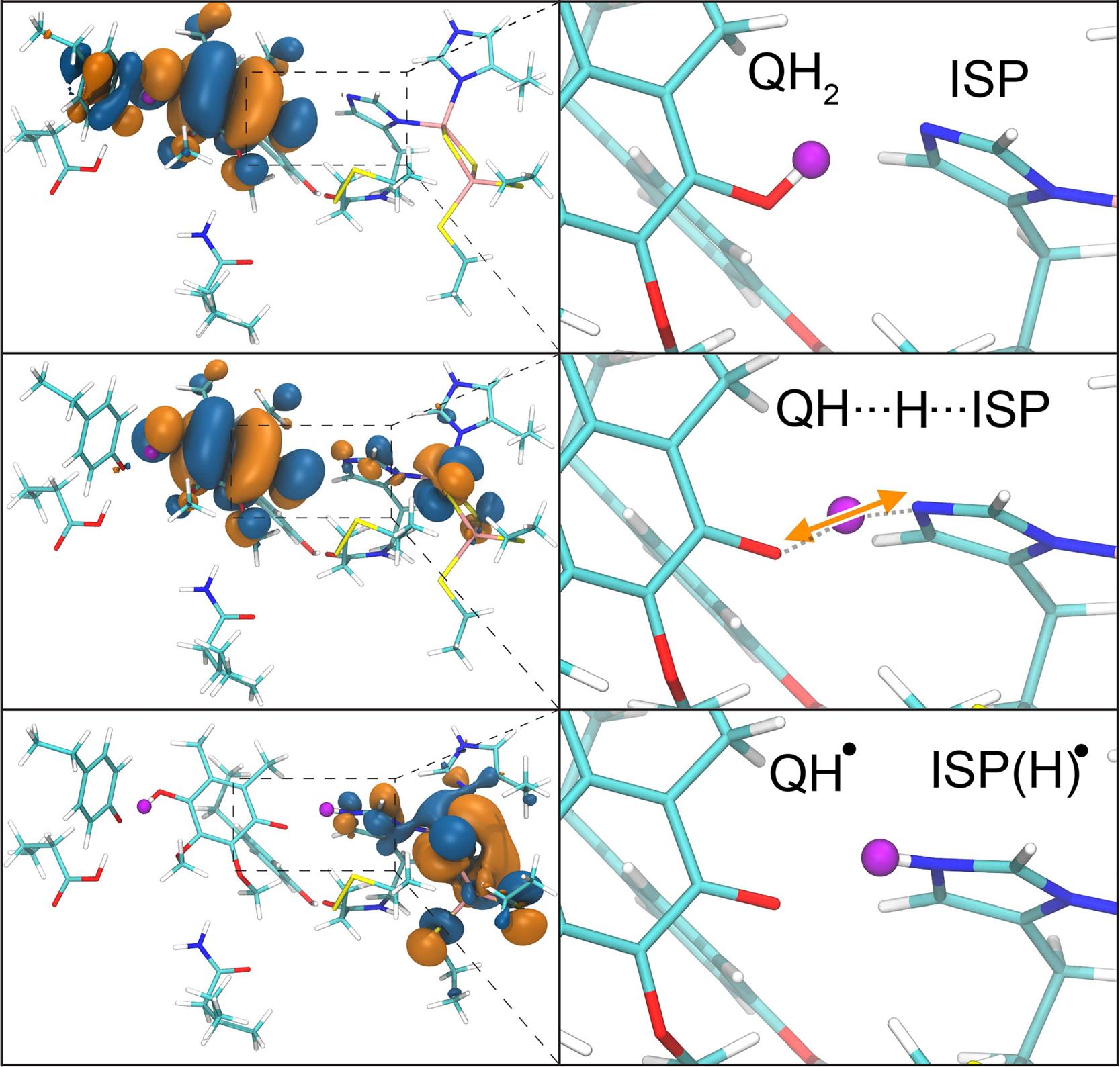 The proton and electron are transferred in tandem from quinol to the iron-sulfur protein of the bc1 complex in the first step of the Q-cycle