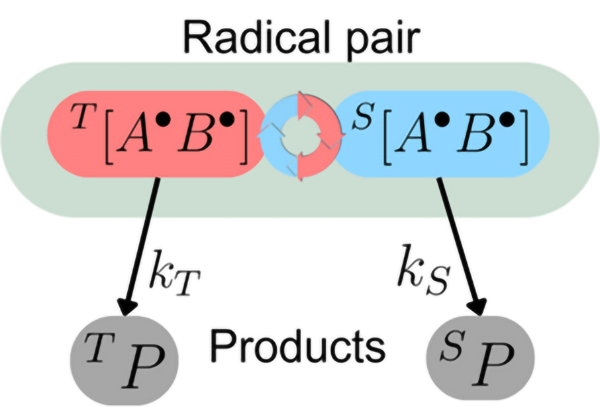 The mechanism of a chemical compass