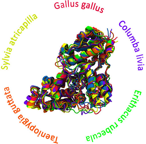 Different cryptochromes